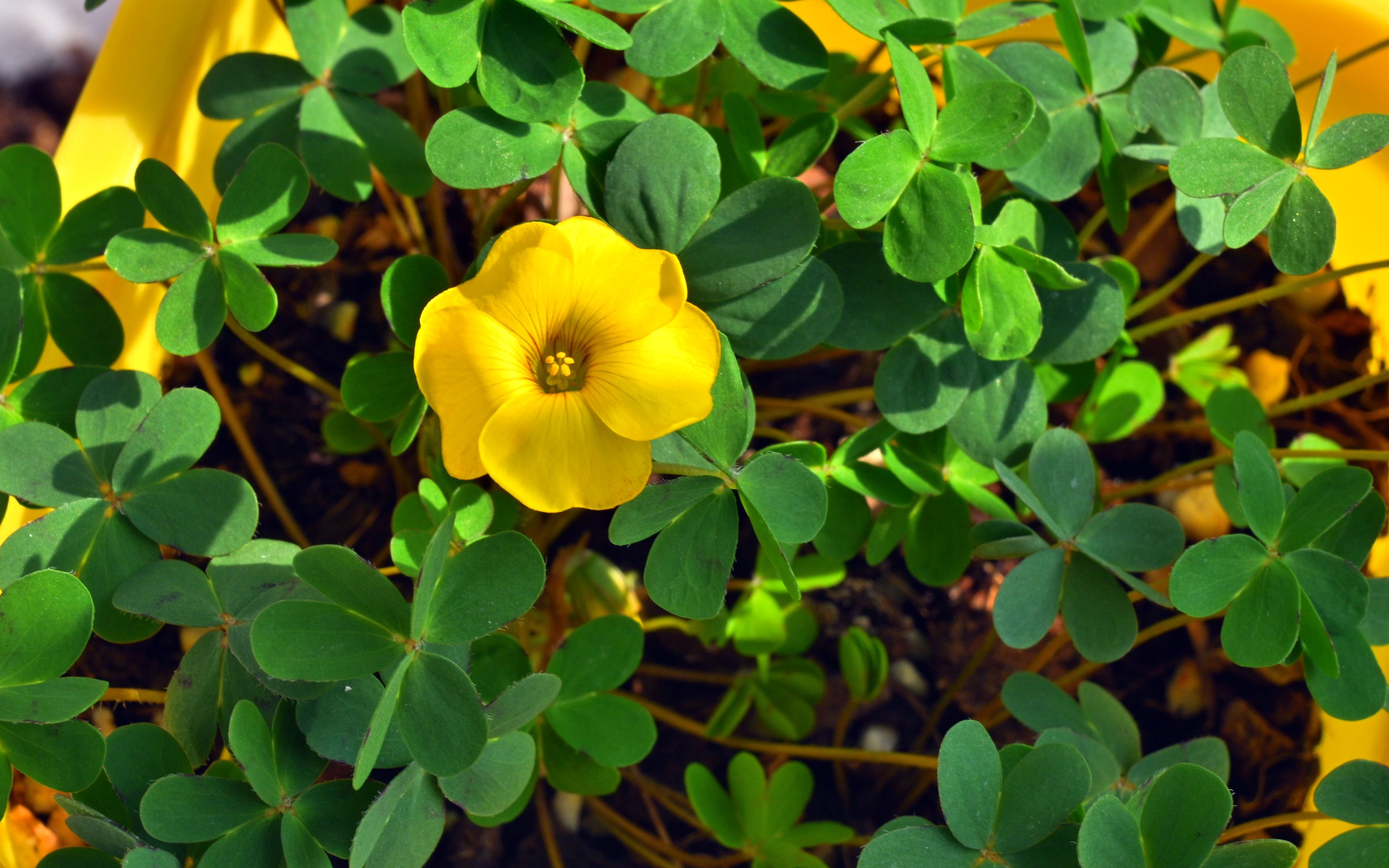酢浆草-黄花蝴蝶叶 开花延时摄影_哔哩哔哩_bilibili