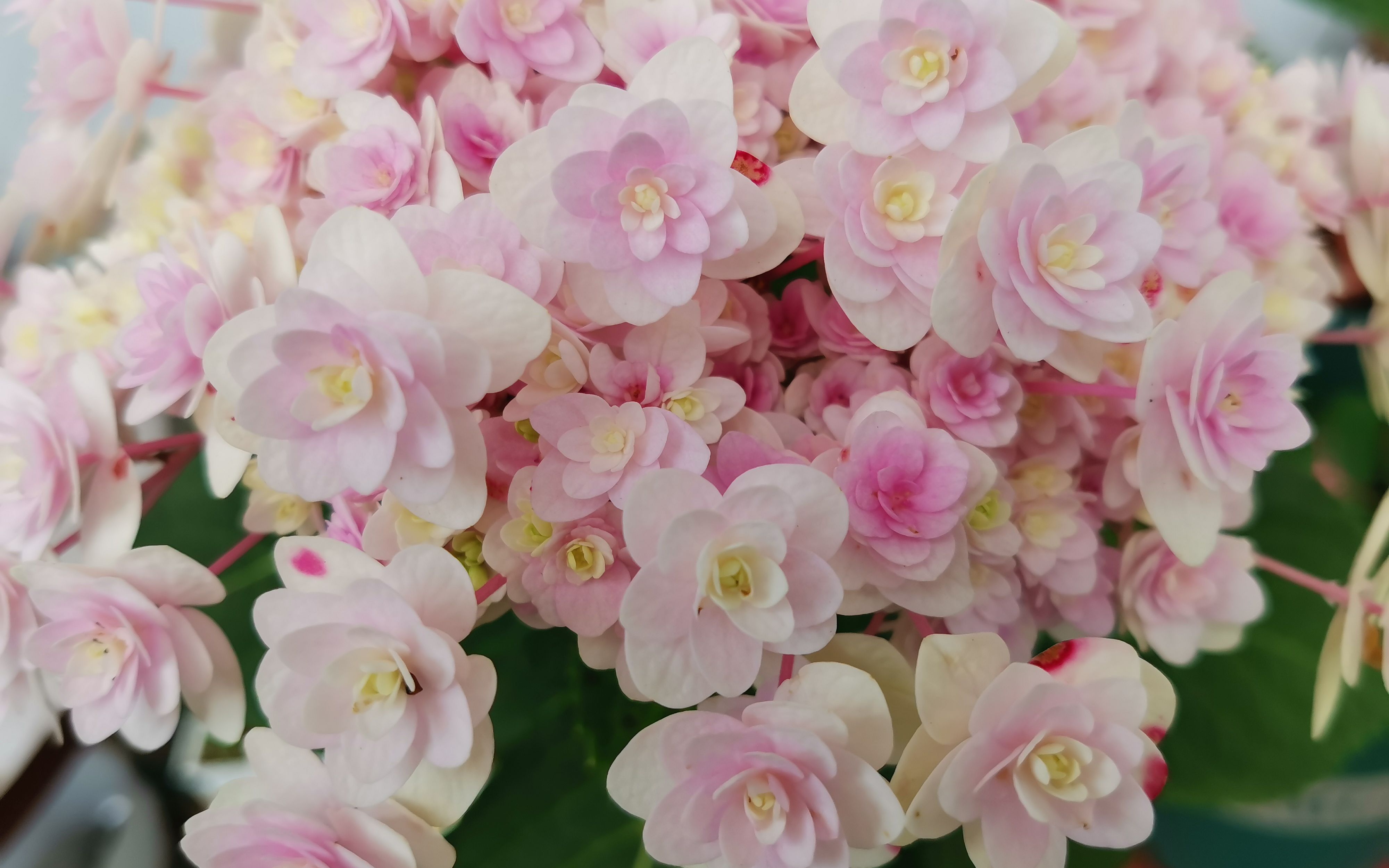 绣球星花火,绣球中的小清新,惊艳了这个冬天_哔哩哔哩_bilibili