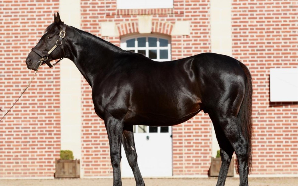 2022法国种公马——latrobe(研究大学)