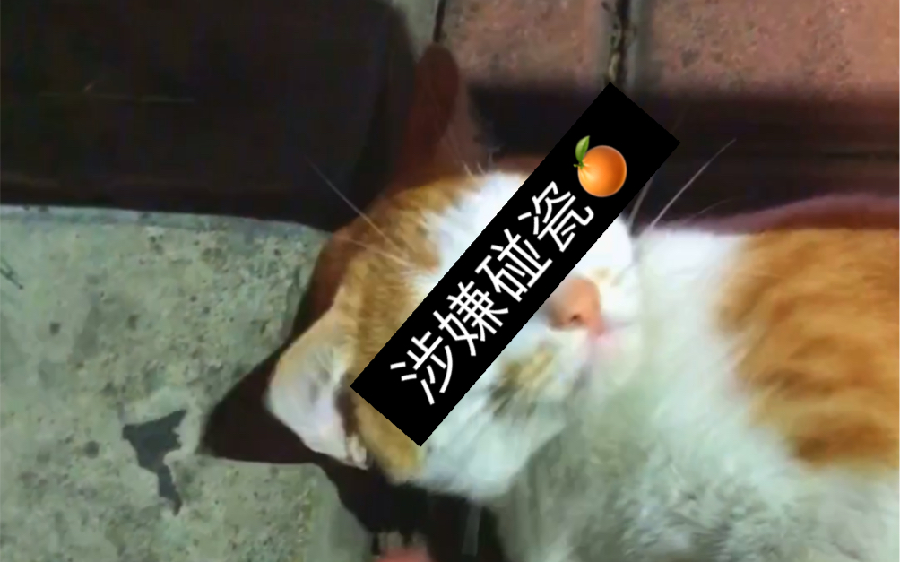 [图]橘猫碰瓷_(:_」∠)_路边的野橘不要轻易乱撸（会上瘾）