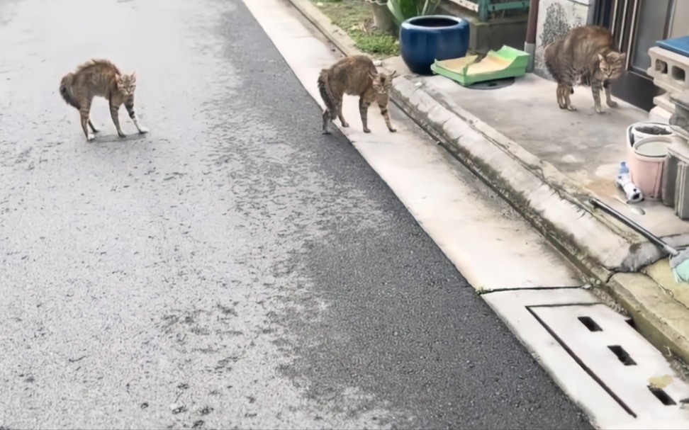 [图]“一群野生的鲤鱼王向你发动水溅跃”