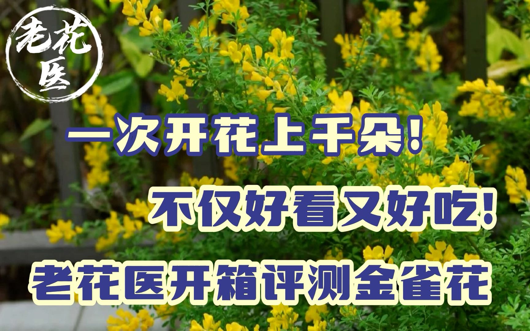 一次开花上千朵!不仅好看又好吃!开箱评测金雀花哔哩哔哩bilibili