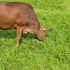 ［牛吃草］一起来看牛吃草吧。