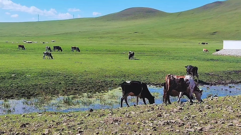 332国道牛羊成群