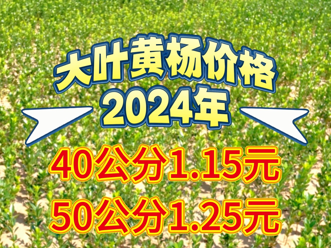 2024年大叶黄杨价格走低,保定产地存量大滞销哔哩哔哩bilibili