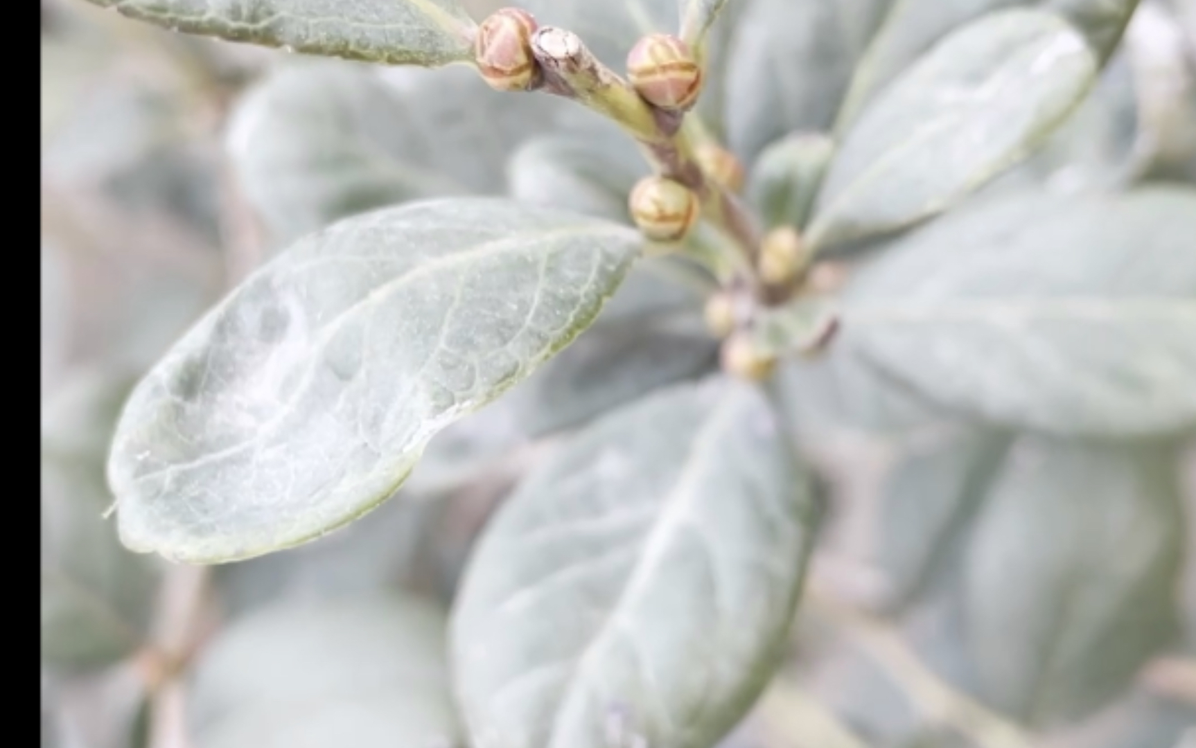 《蓝莓》冬日蓄满的花芽_哔哩哔哩_bilibili