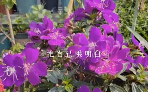 Télécharger la video: 最美巴西野牡丹，真的在没有比她更妖娆的花啦