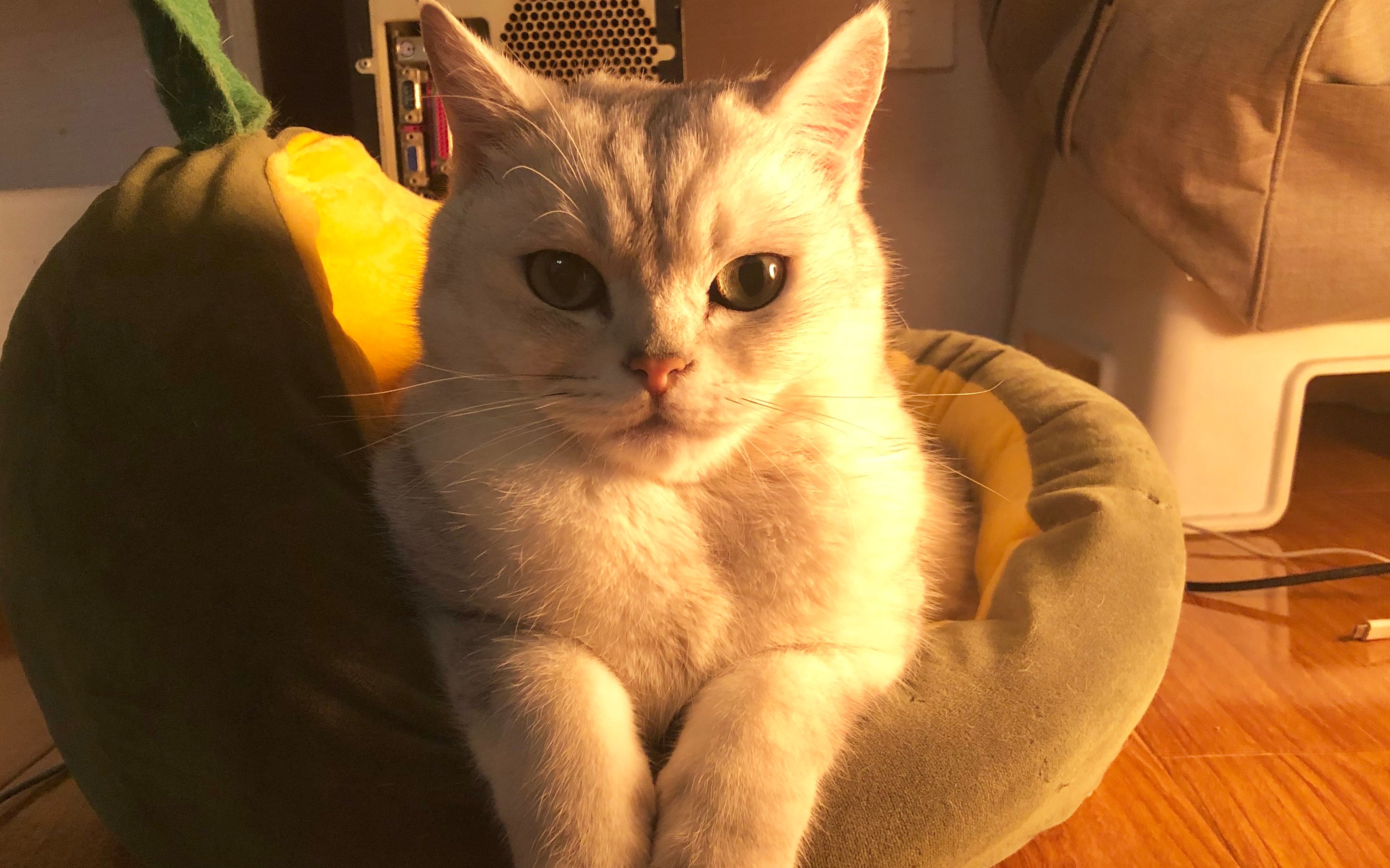 普通小猫咪吃药和吃货小猫咪吃药有什么不同