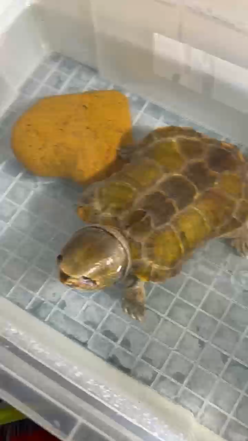 超级巨头鹰嘴龟大头龟平胸龟