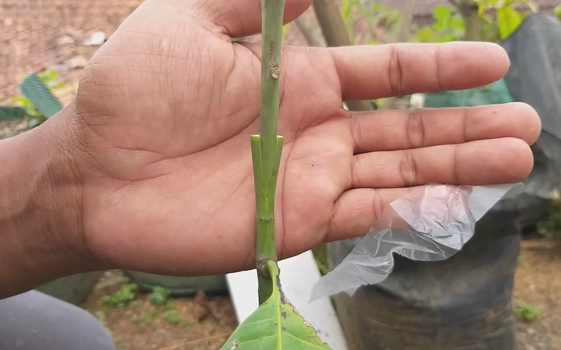 老农示范劈接操作步骤,简单易学,原来嫁接并不难!哔哩哔哩bilibili