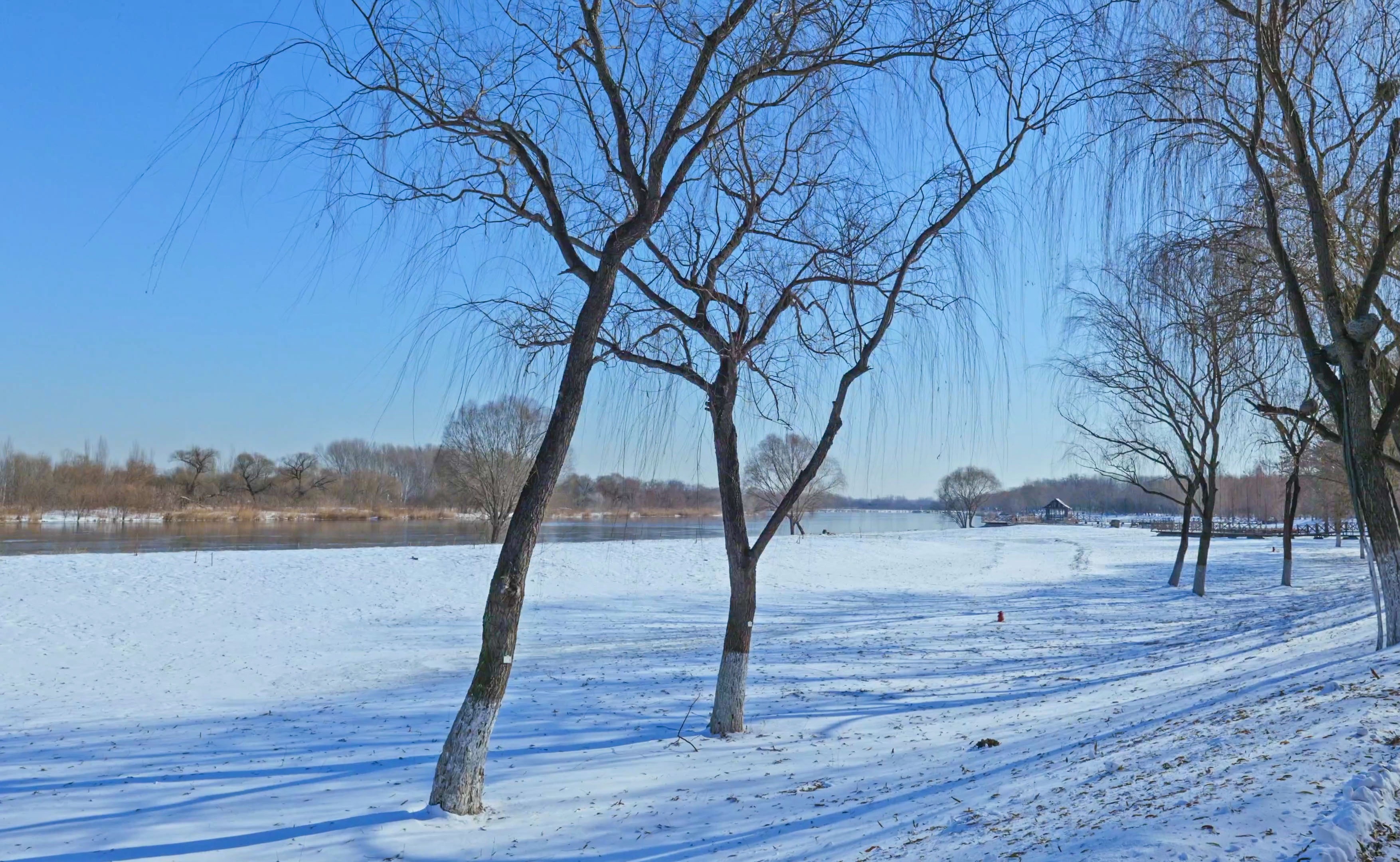 大运河森林公园雪景图片