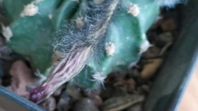 多肉 仙人球开花粉花短毛丸 拍了一晚上 早上起来收图 哔哩哔哩 つロ干杯 Bilibili