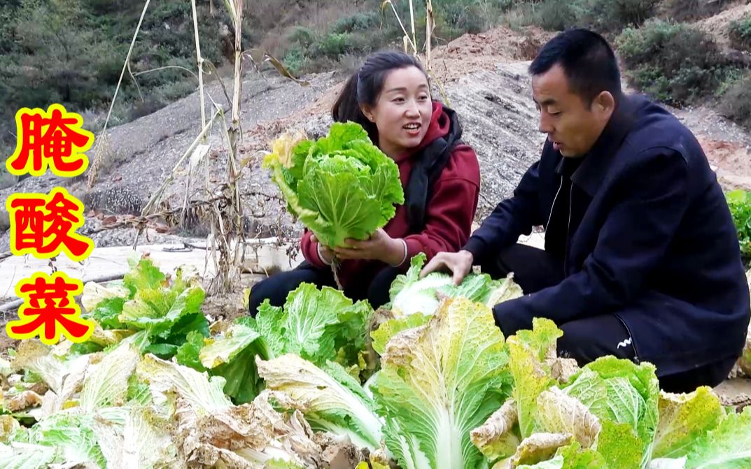 又到一年腌菜季,白菜这样腌,来年都不会坏!哔哩哔哩bilibili