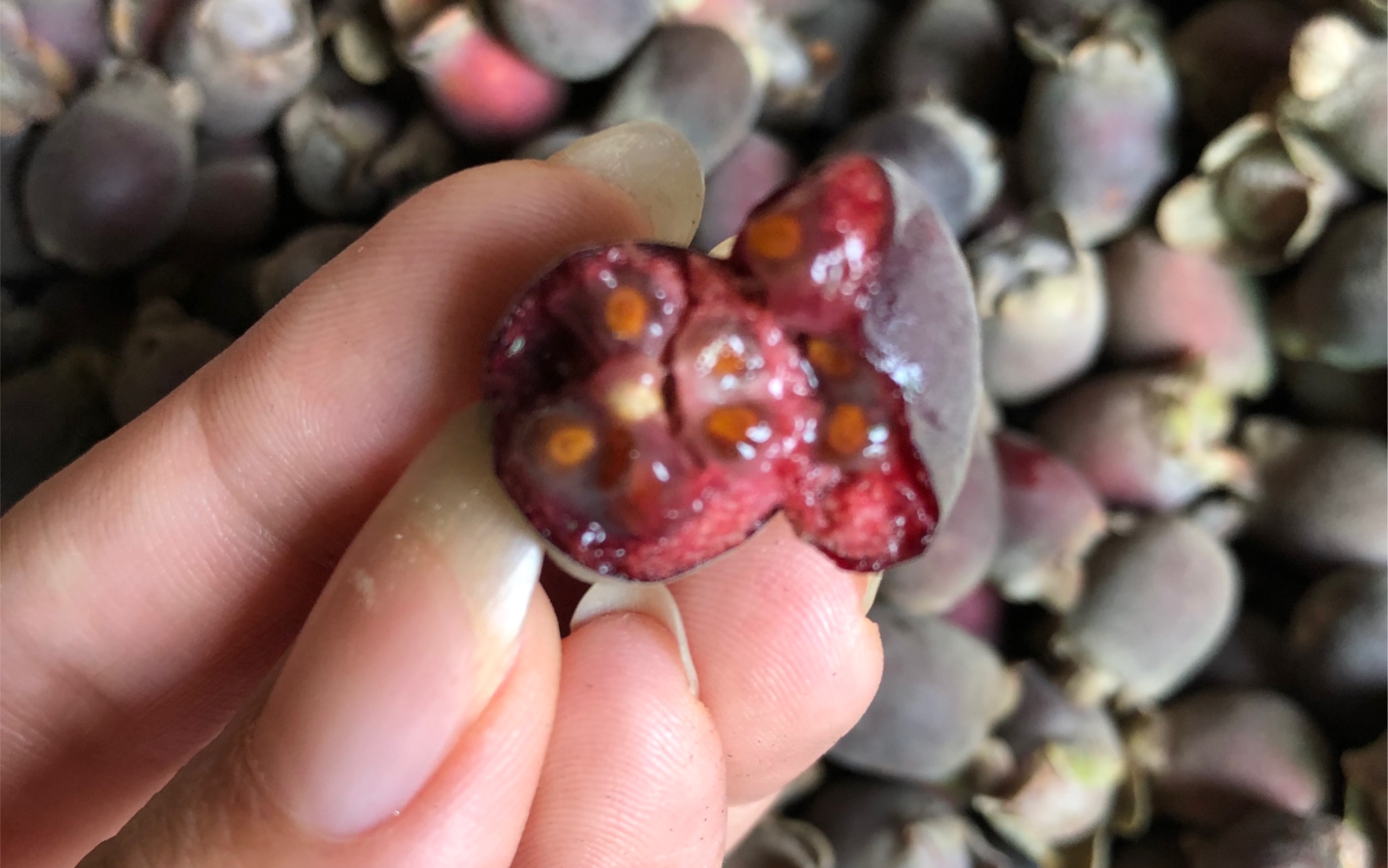 刚刚摘下来的山捻子尝尝鲜