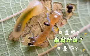 它真的不是梨粘叶蜂吗？好想知道啊