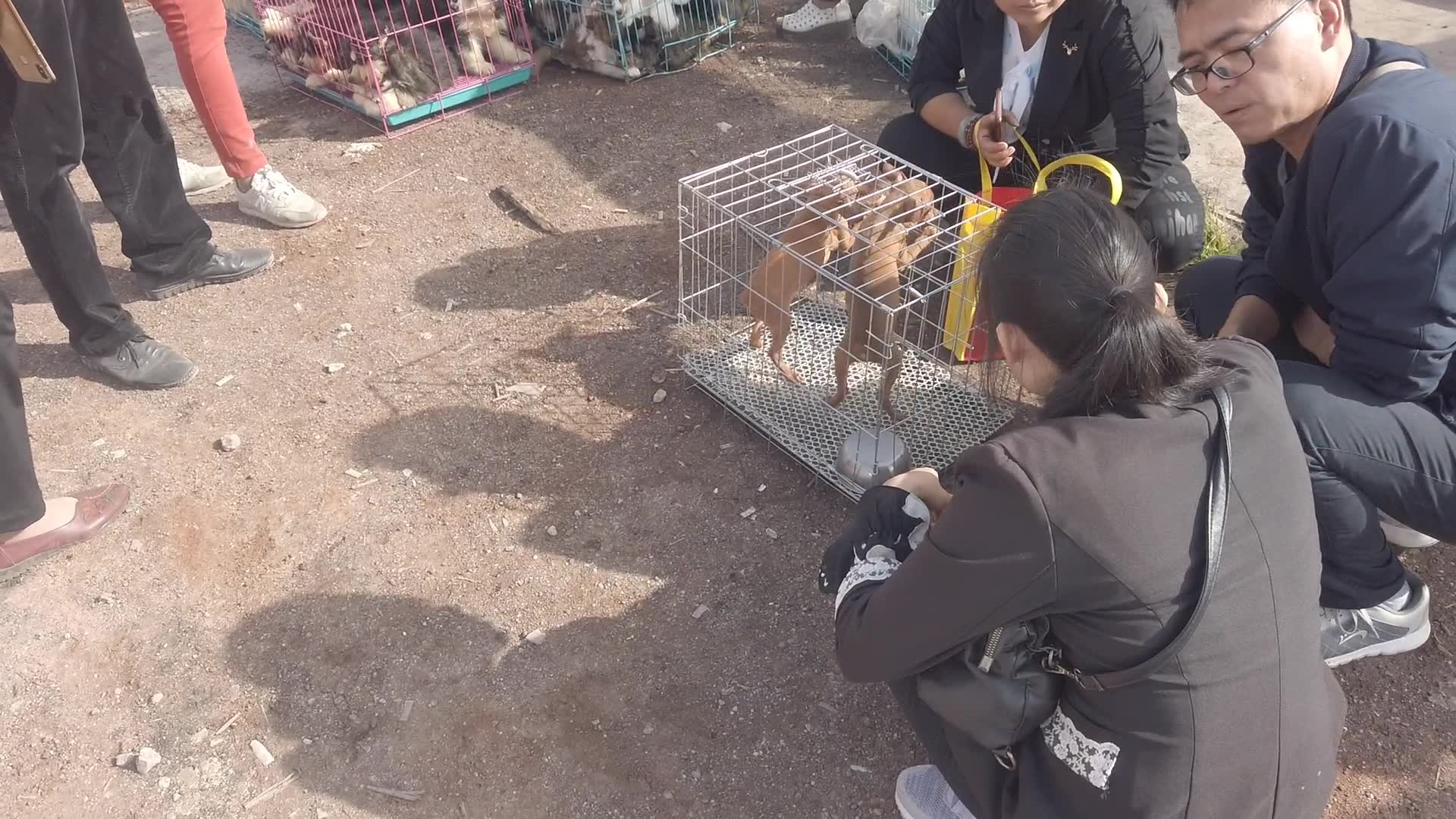 黄色小鹿犬,一对夫妻想购买,商家给男子看小鹿犬的父母图片!哔哩哔哩bilibili