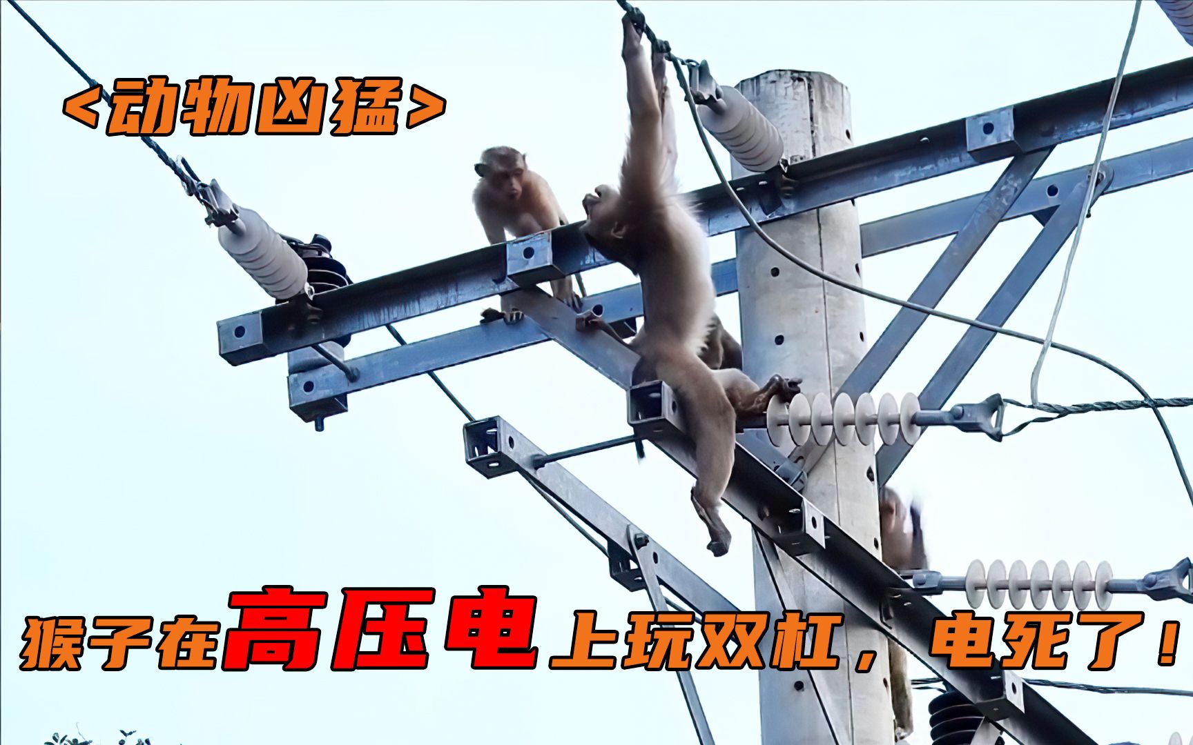 猴子高压电上玩,被电死了!