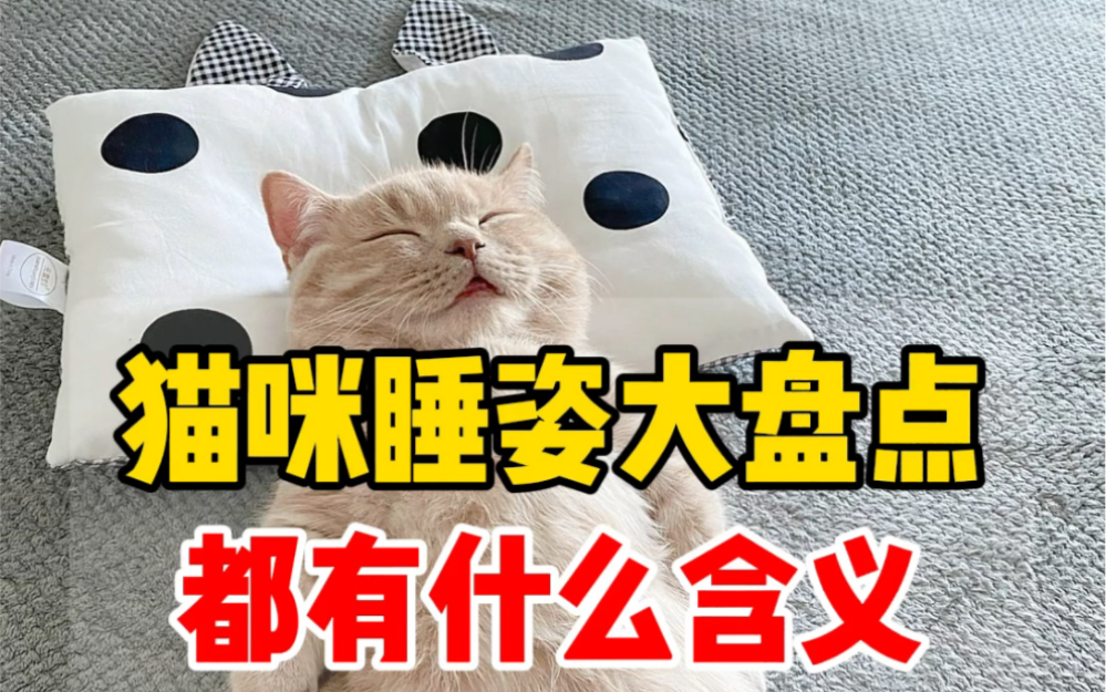 猫咪睡姿超全解析,来看看你家猫是哪种?哔哩哔哩bilibili