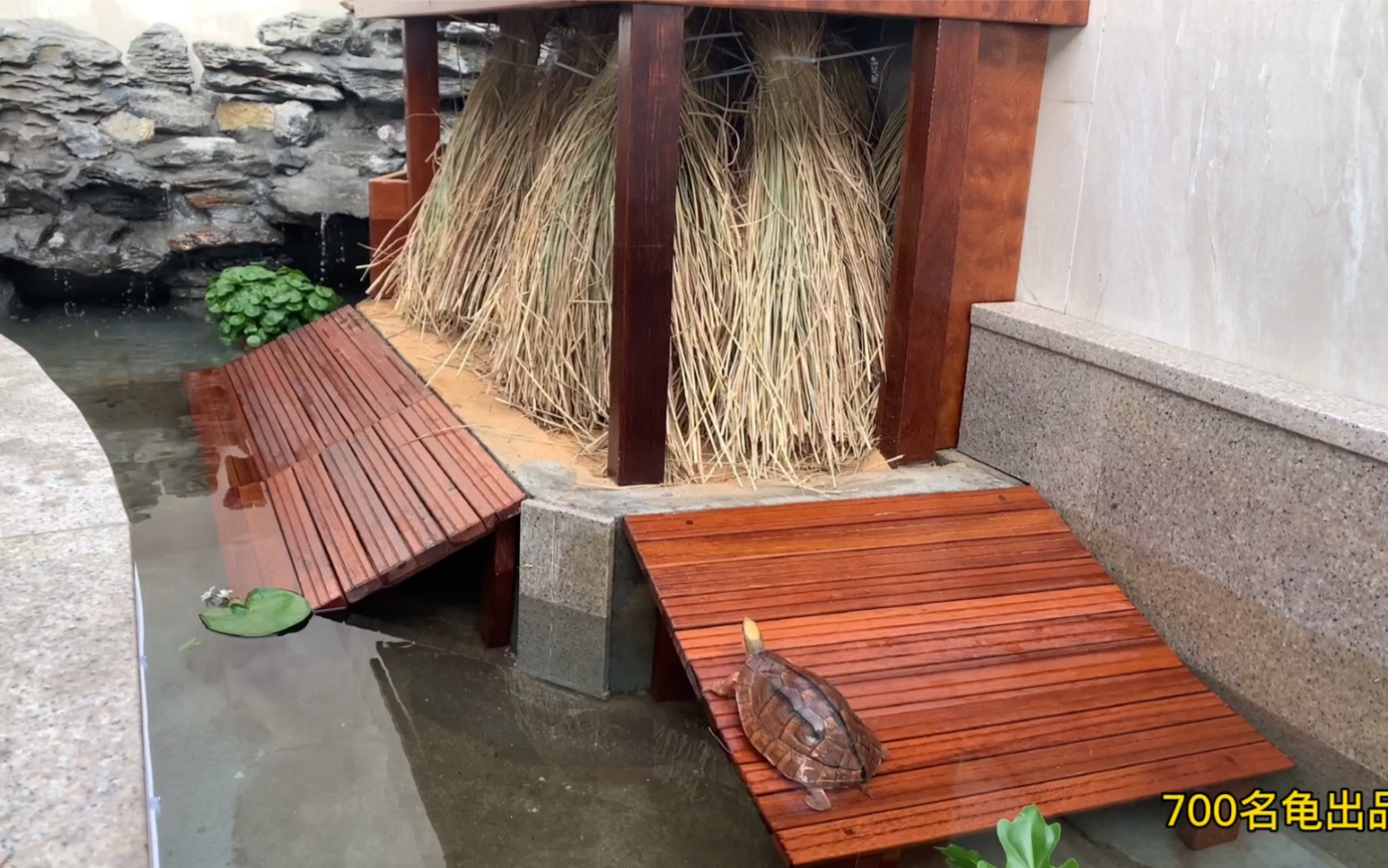 今天分享来自一位龟友家的金钱龟豪宅,高端大气!_哔哩哔哩_bilibili