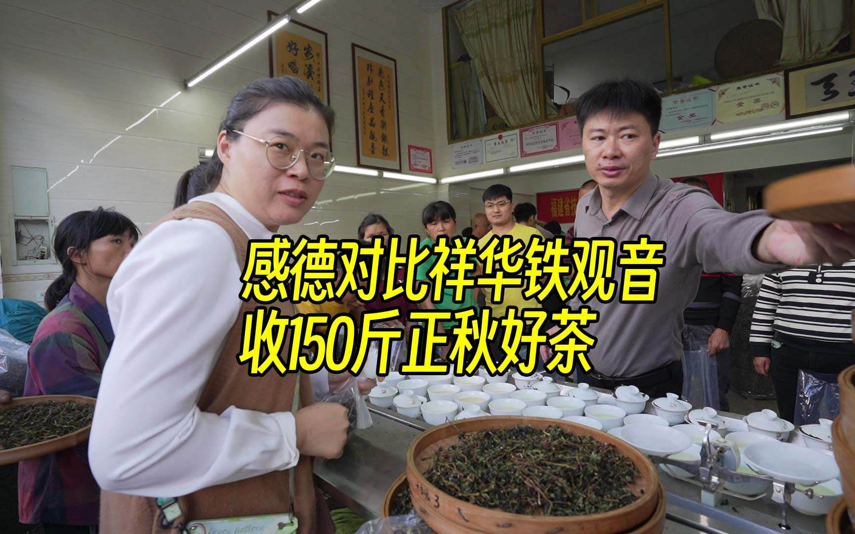 感德和祥华铁观音什么区别?阿梅跑了两产地,好天气再收150斤茶哔哩哔哩bilibili