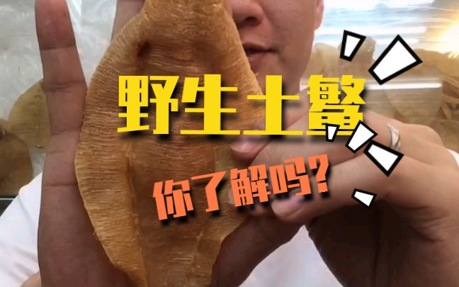 野生土鳘,你了解吗?哔哩哔哩bilibili