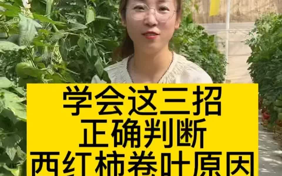 西红柿卷叶是怎么回事,原因在这里,记得点赞收藏哔哩哔哩bilibili