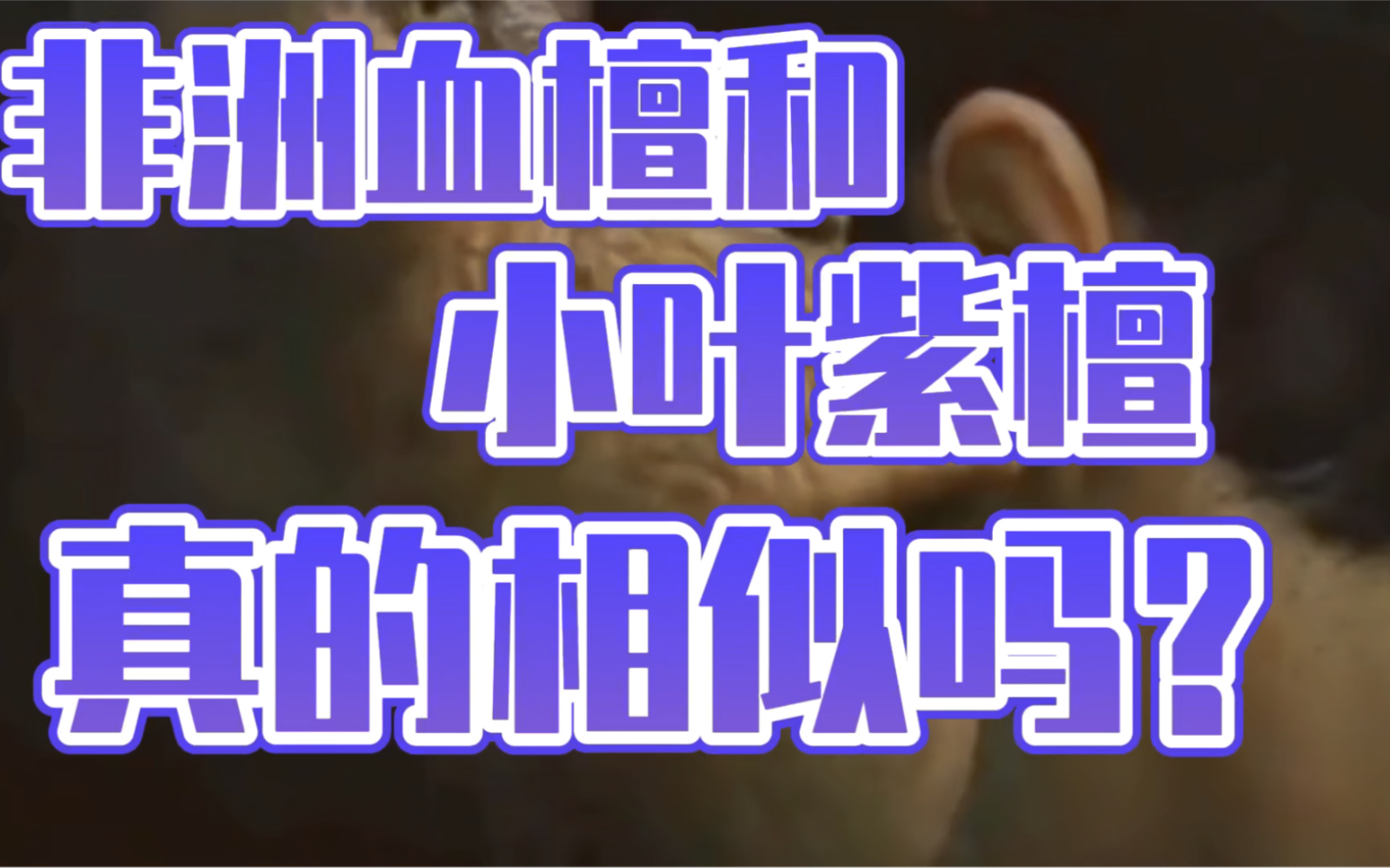 非洲血檀和小叶紫檀真的很相似吗?红木行内人士专业分析哔哩哔哩bilibili