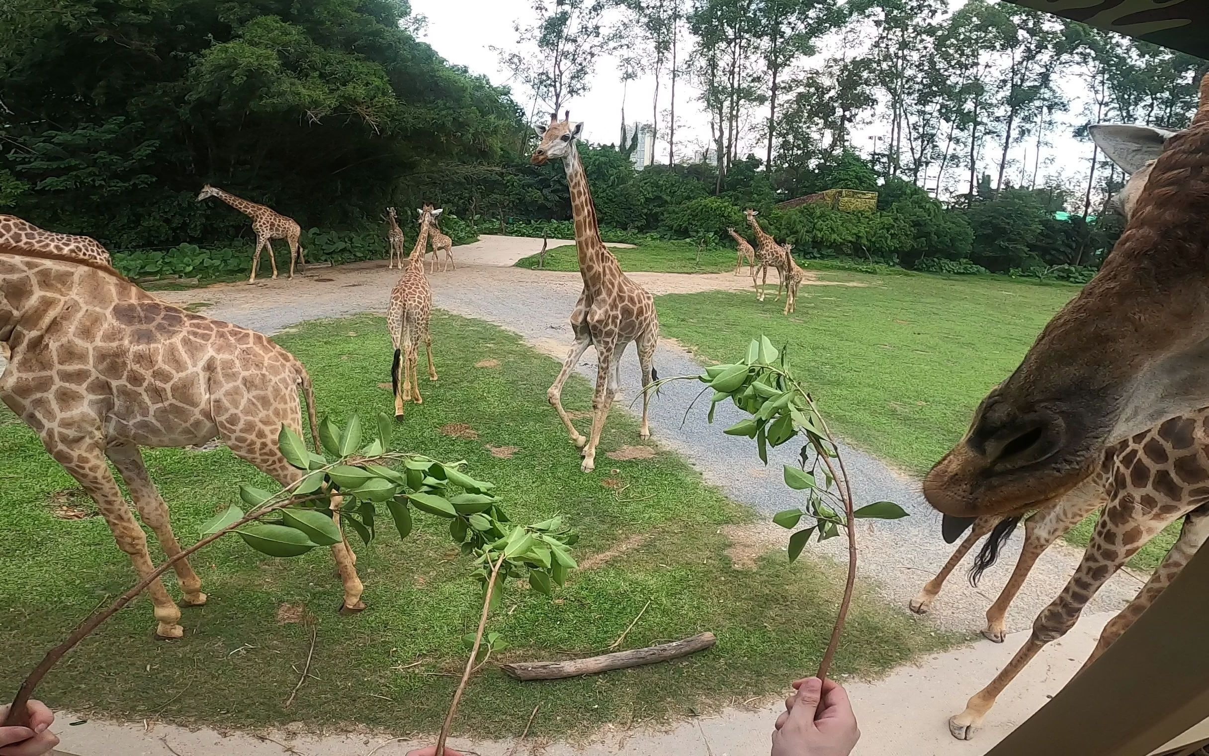 长隆动物园-2021-0910-gh010173-喂长颈鹿