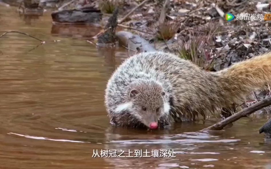 [图]南岭物语片头合集