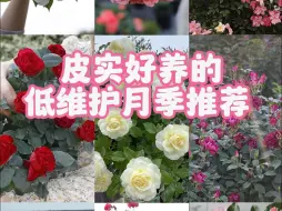 Download Video: 【惠惠的花园】好养皮实低维护的月季推荐，看看你养过哪几款