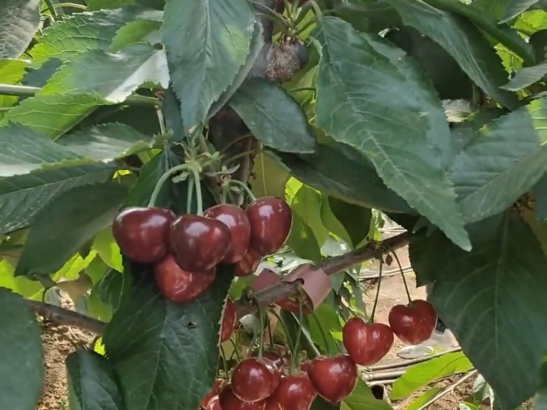 沙王樱桃苗品种优势好,基地直销,保湿邮寄