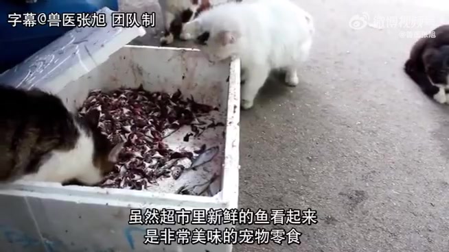 猫可以吃生鱼吗哔哩哔哩bilibili