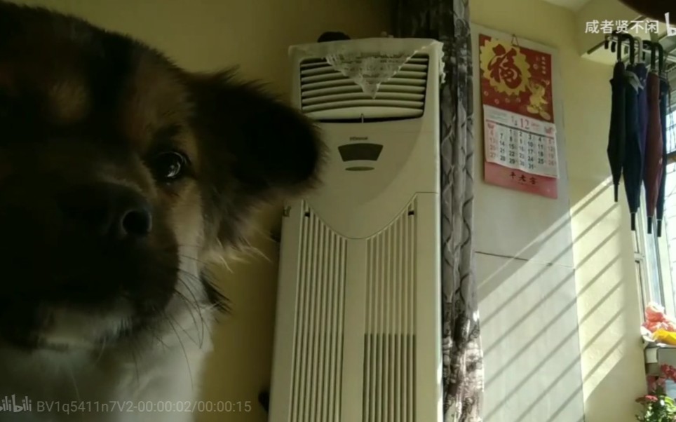 今から浮きます当狗狗看完藤本树迷惑行为后