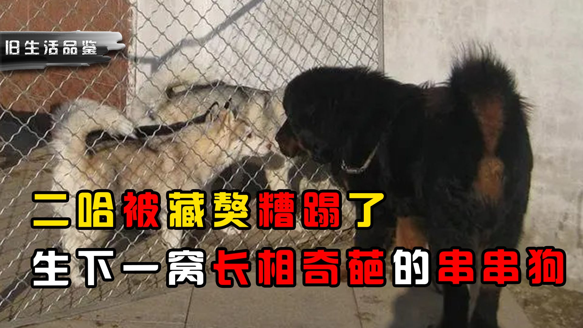二哈被藏獒糟蹋了!生下一窝长相奇葩的串串狗,藏獒竟翻脸不认狗