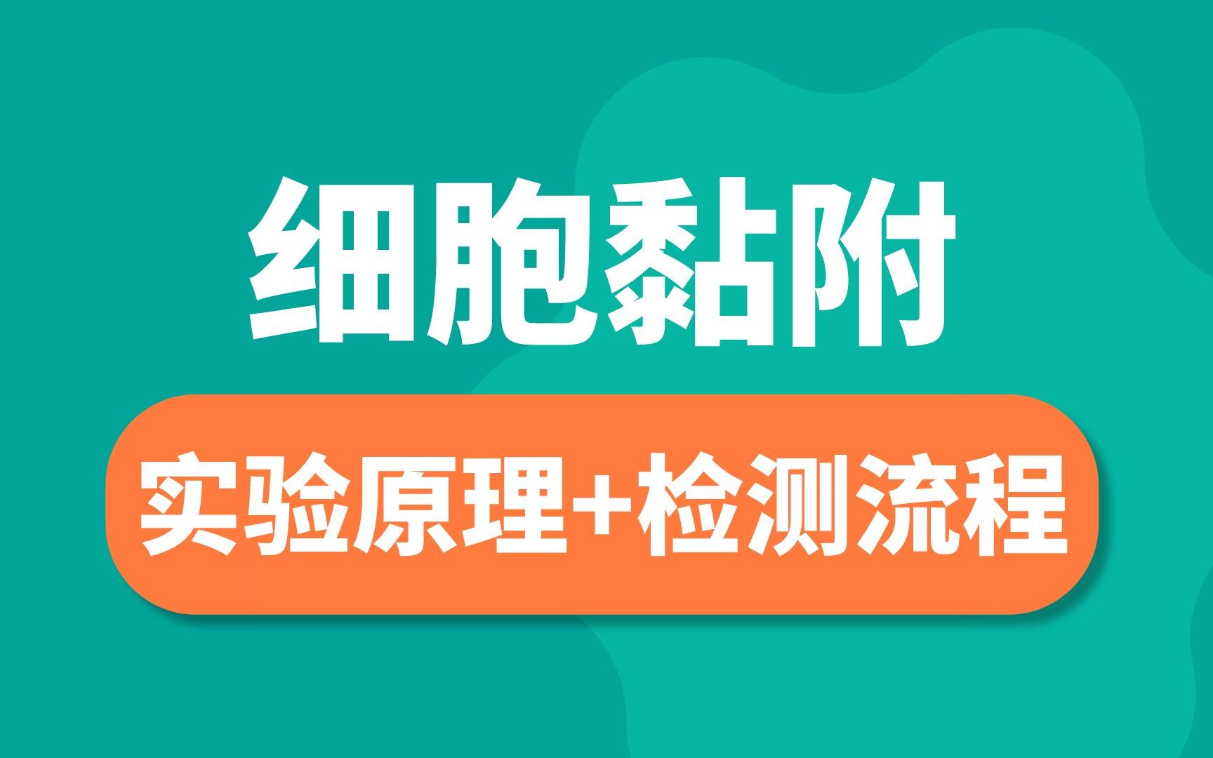 细胞粘附、划痕实验、transwell实验,细胞运动最全实验全解析哔哩哔哩bilibili