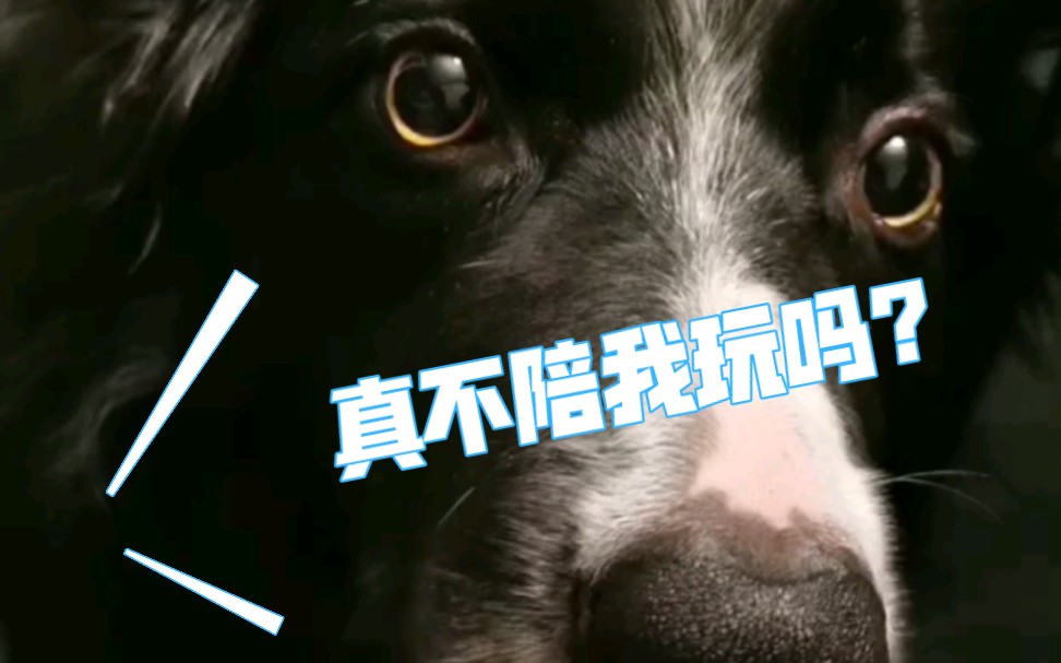 边牧 治疗犬 Conker 上工前得先玩玩哔哩哔哩bilibili