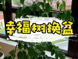 Descargar video: 当年床头的水培盆栽如今已经变成大树