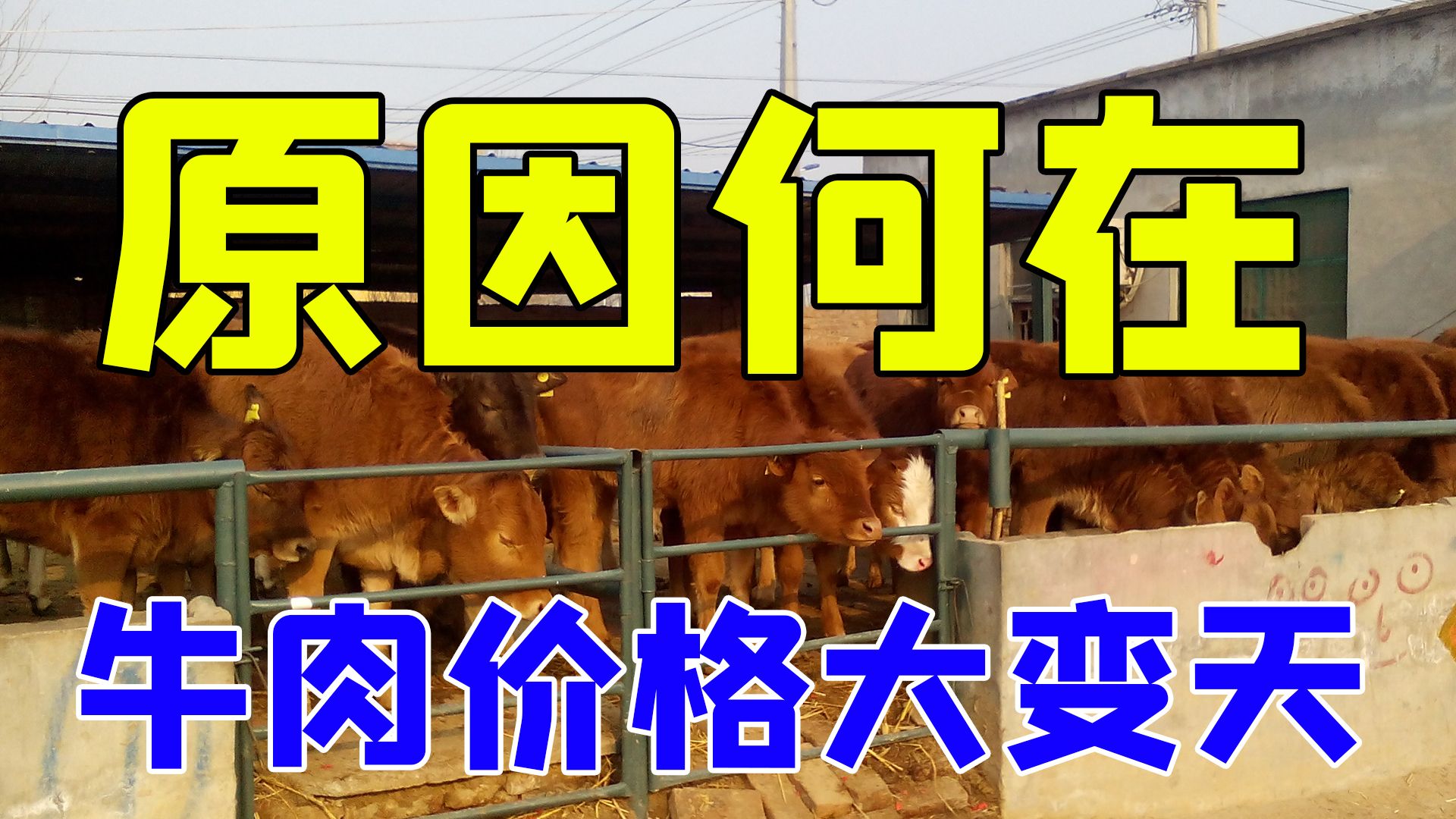 牛肉价格“大变天”!一夜回到20年前,看看多少钱1斤?真便宜哔哩哔哩bilibili