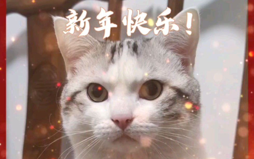 小猫咪祝你新年快乐!万事如意!