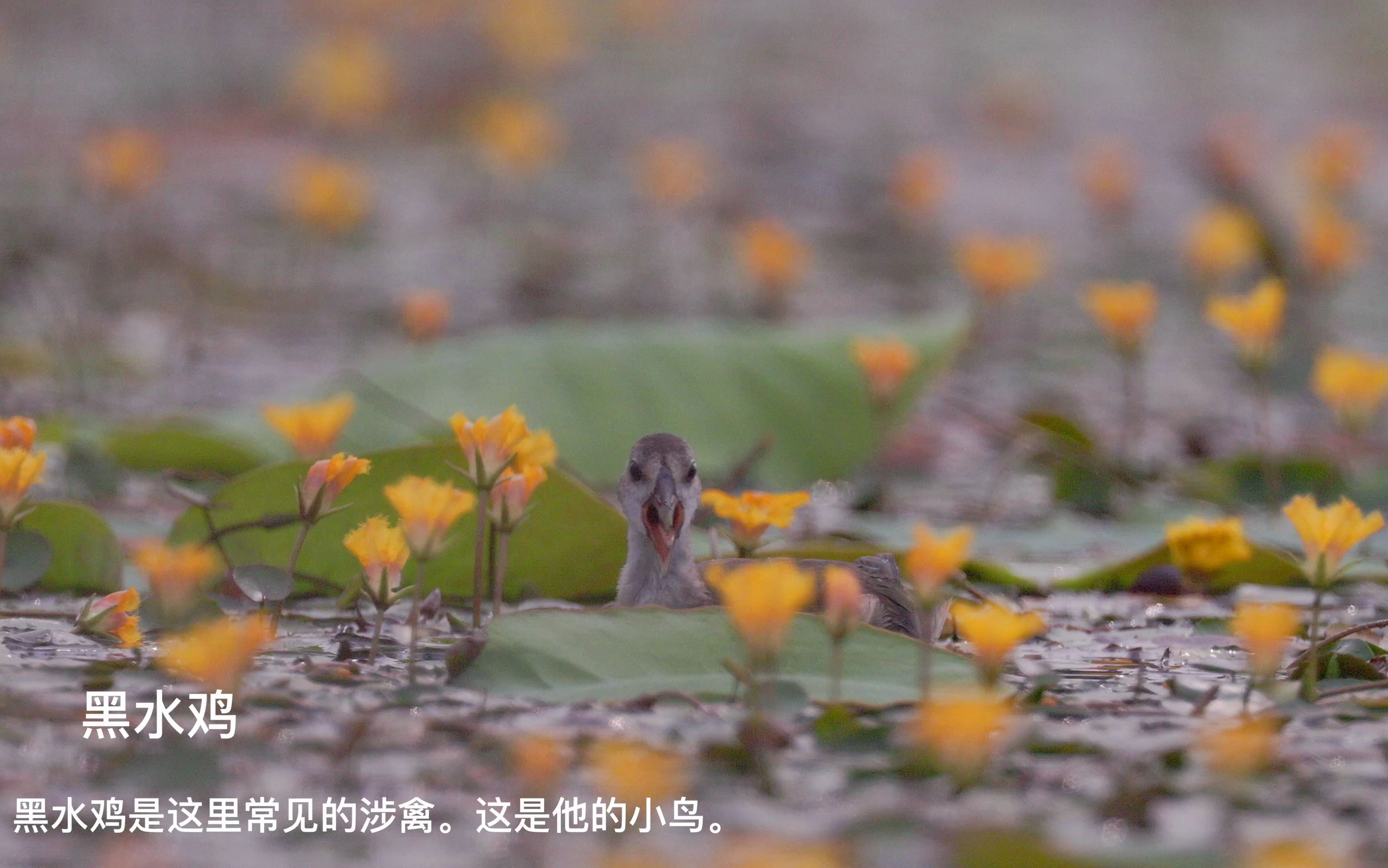 [图]4K 夏日池塘