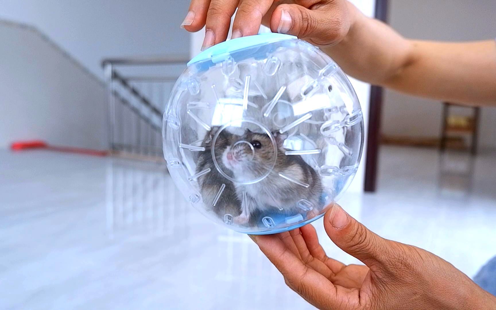 把两只小仓鼠都装进一个跑球里玩,仓鼠会发生什么?