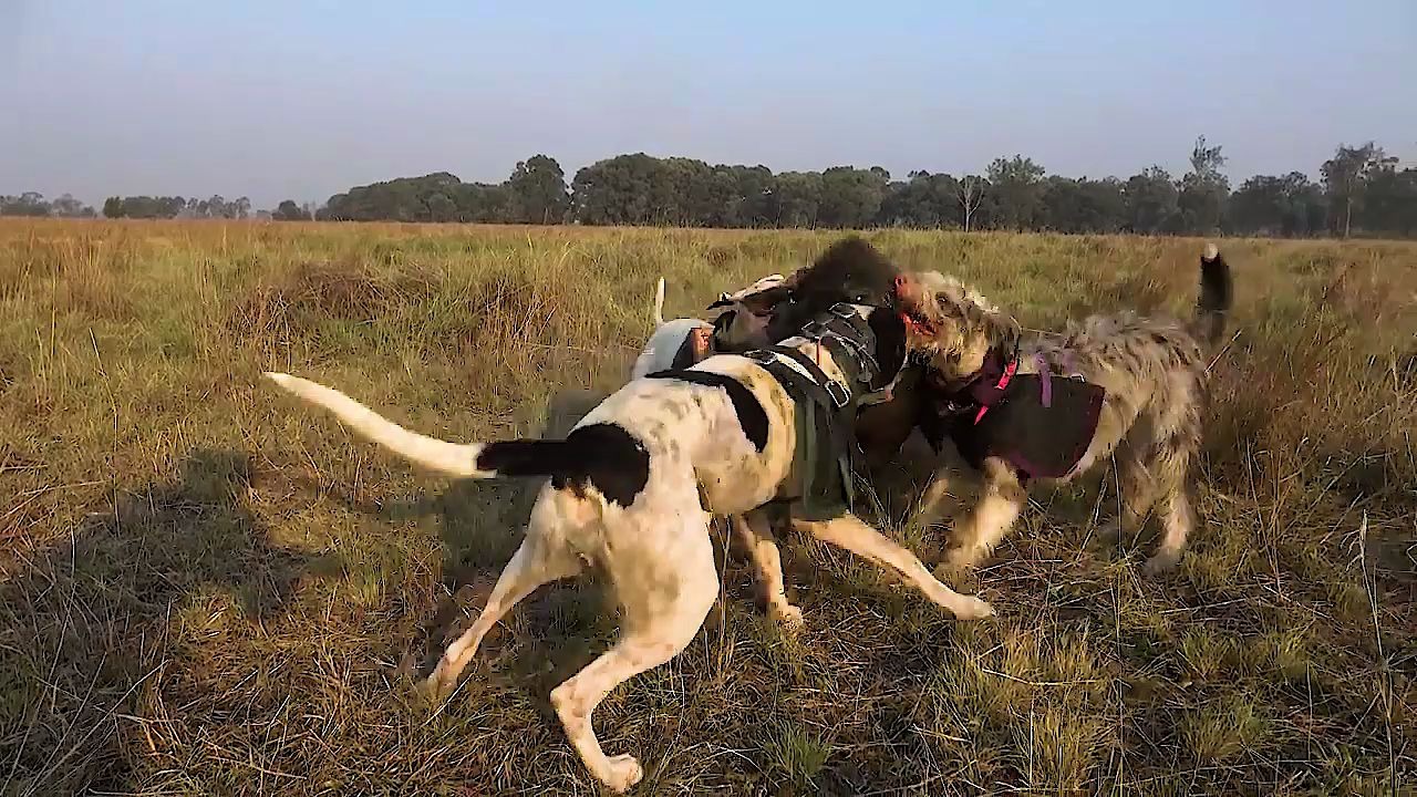 猎狗太厉害了,嗅觉敏锐,斗志很高,野外打猎带上它比猎枪还官用