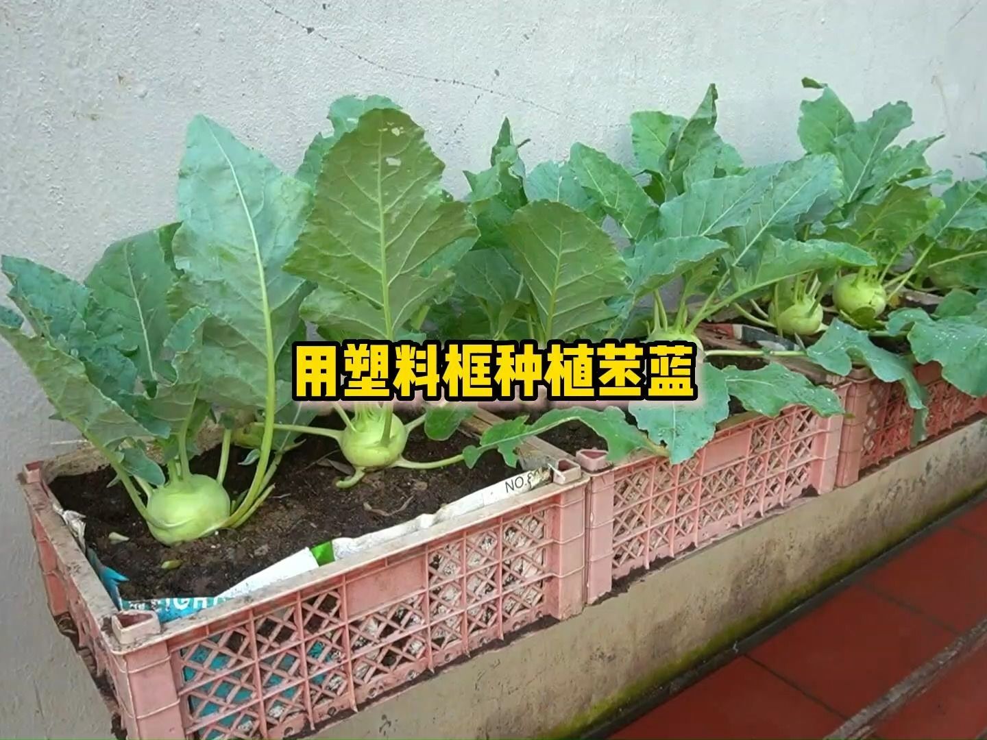 用塑料框在家种植苤蓝,方法简单实用,种在阳台小院都可以-创意菜园-创意菜园-哔哩哔哩视频
