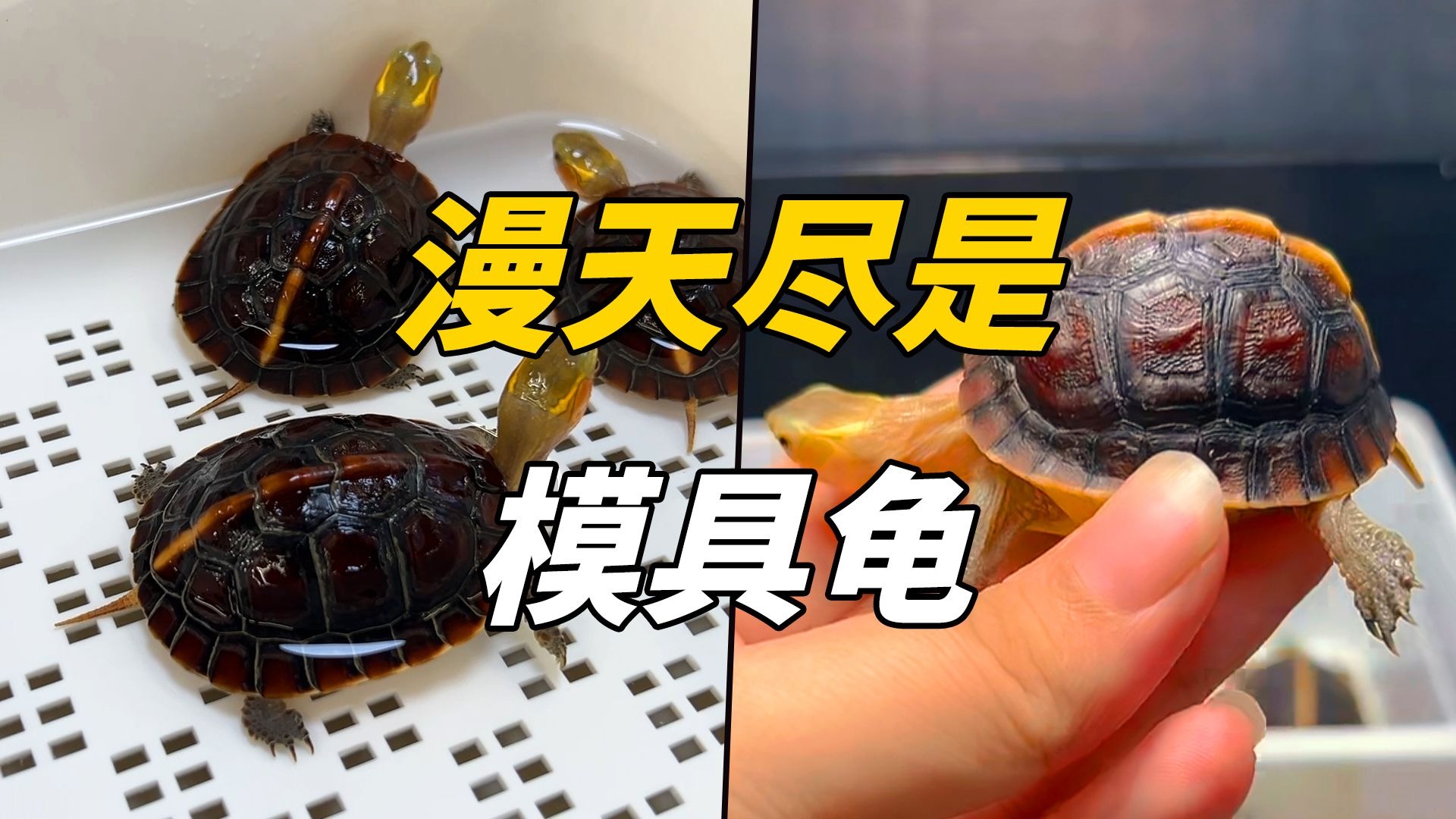 只要是圆体高背的龟,就是模具龟吗?-小暴养龟说-小暴养龟说-哔哩哔哩视频