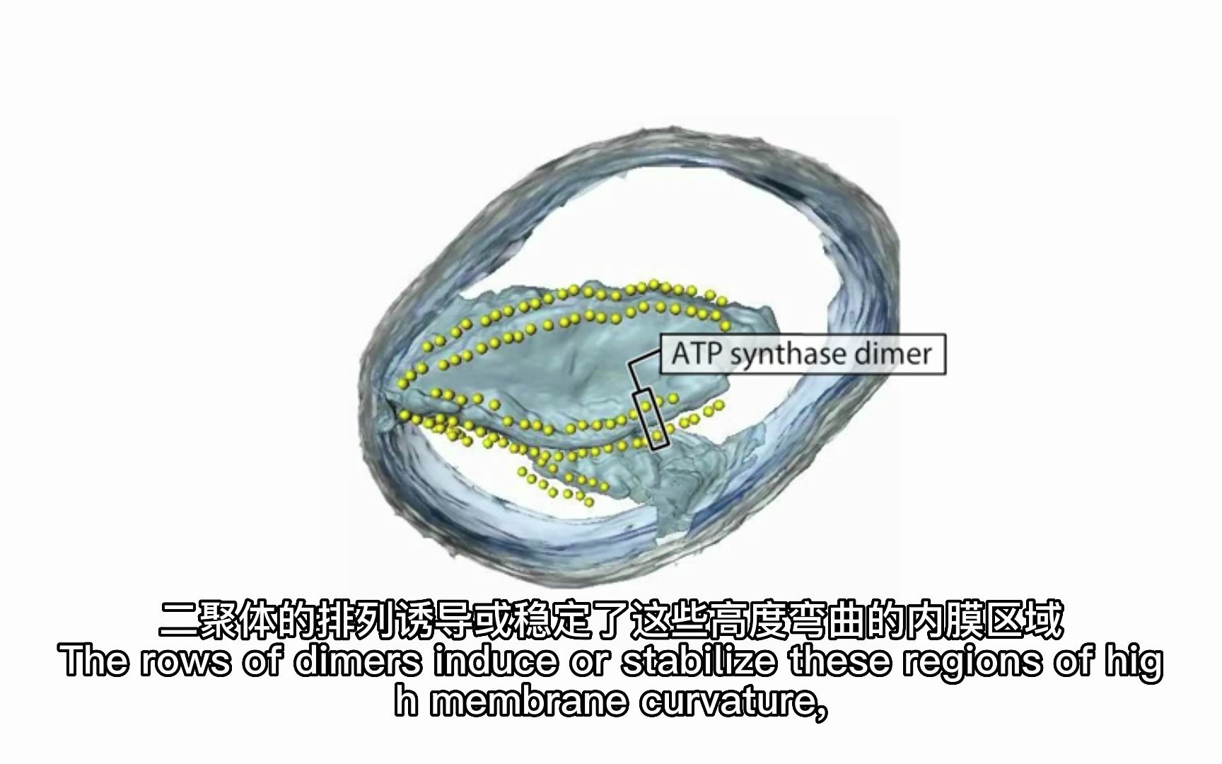 [图]【中英】ATP合酶是如何分布在线粒体嵴上的？-细胞生物学动画