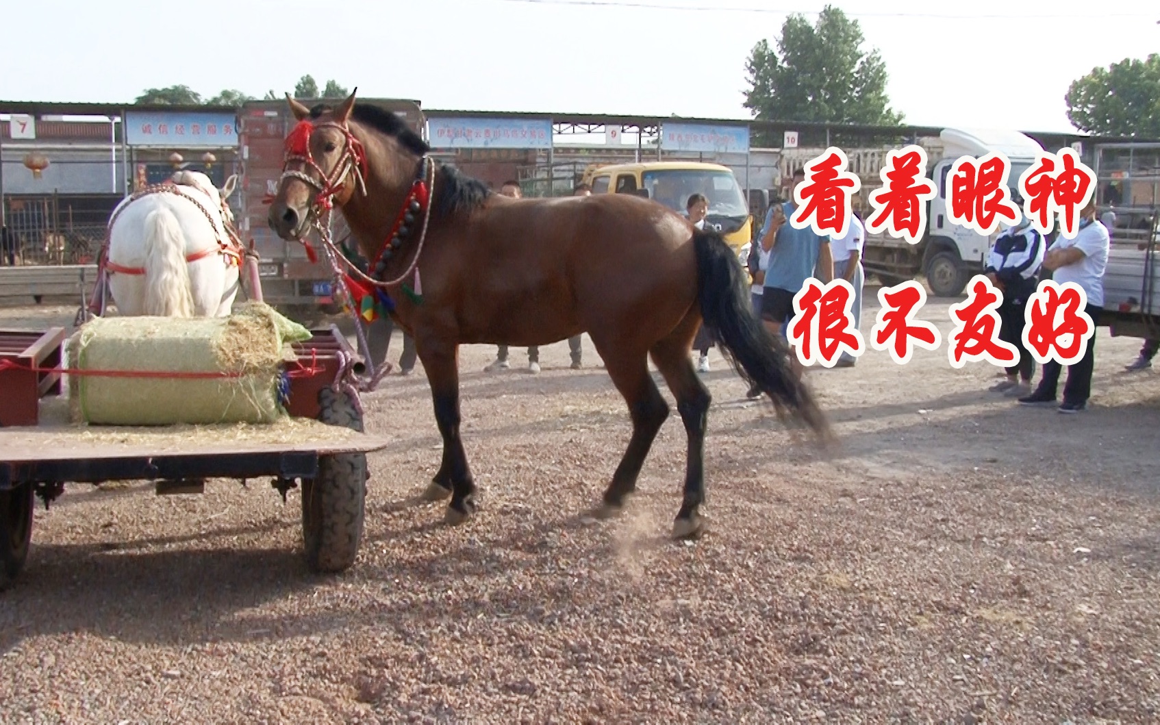 大红马一来马市就不安稳使劲的嘶鸣蹄子刨地还撂蹶子像匹烈马