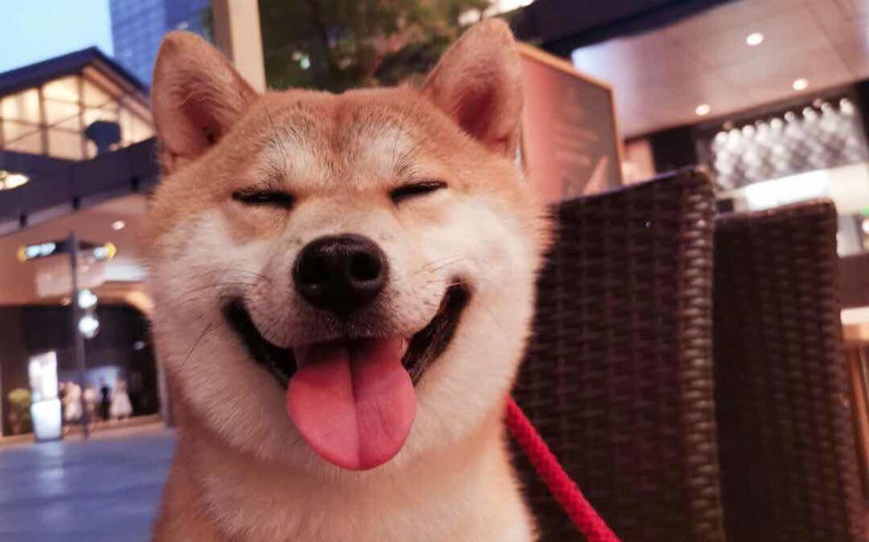 给大家分享一只爱笑的狗子,后面还有它的逗鸟视频 我当时好害怕它把鸟