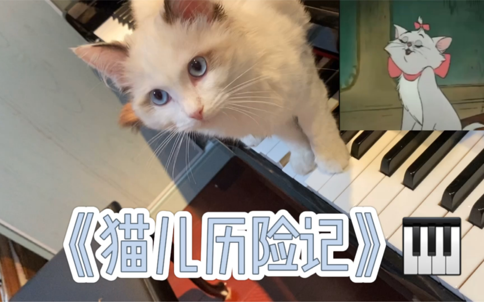 《猫儿历险记》feat.波儿哔哩哔哩bilibili