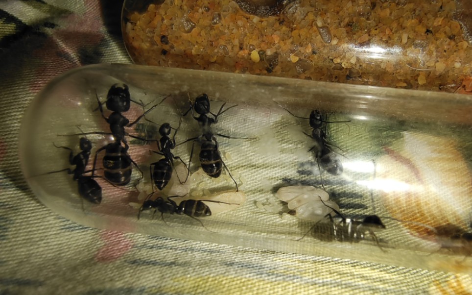 最稳定的日本弓背蚁随便加温之后直接开启爆产模式!