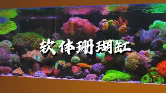 Download Video: 软体珊瑚+LPS珊瑚缸